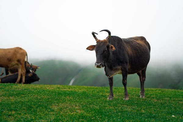 free-photo-of-indian-cow-on-a-green-misty-mountain.jpeg