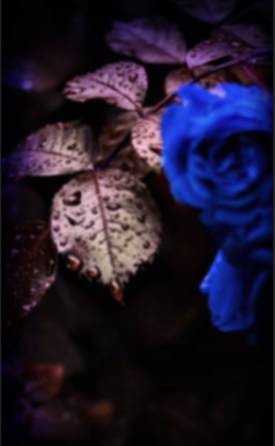 blue rose.jpg