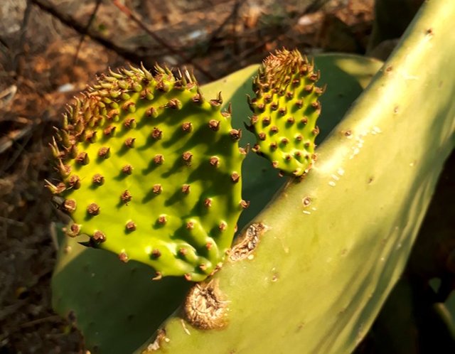 opuntia leaves.jpg