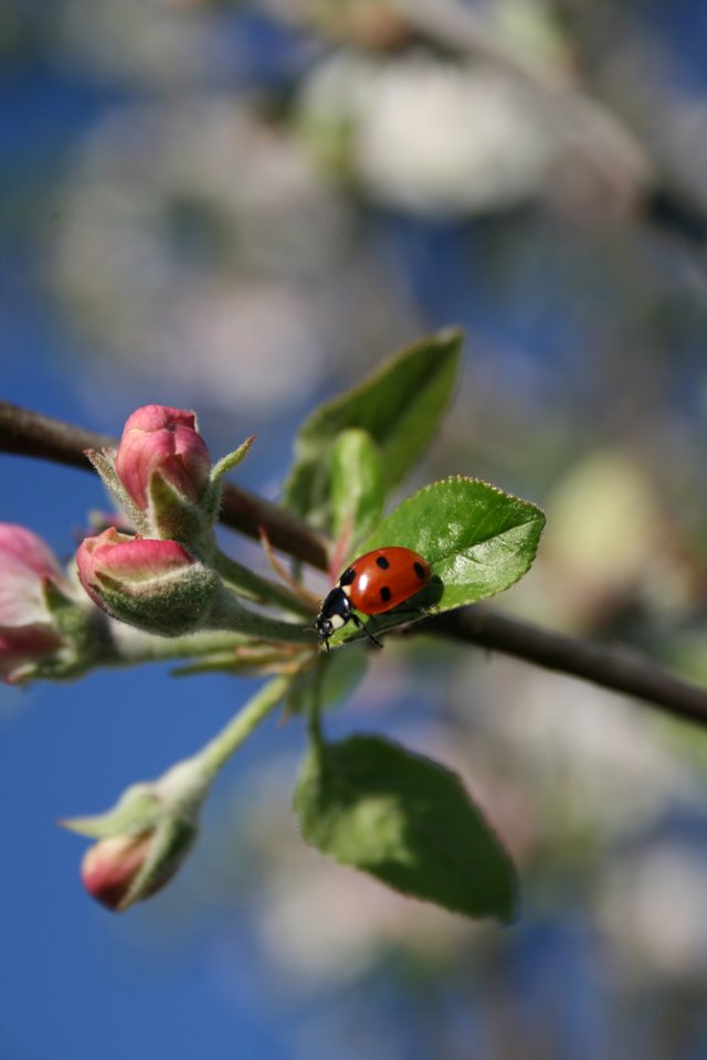 ladybug on apple tree
