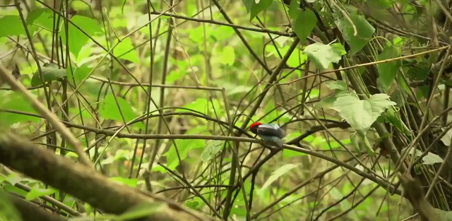 13.-Iguazú-Bailarin-Azul-1.png