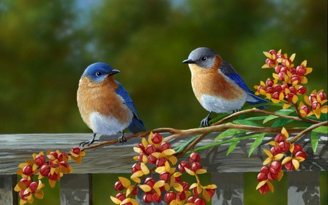 beautiful animals bird's nature photography — Steemit