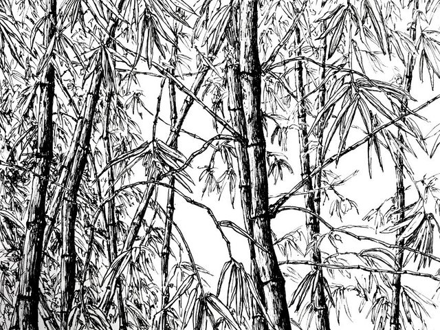 bamboo-drawing.jpg