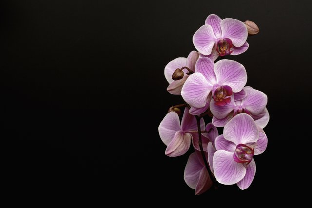 orchid-3323148.jpg