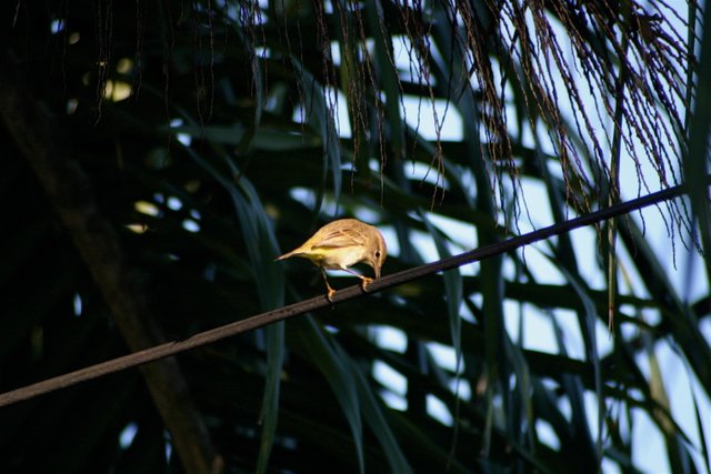 morning bird 1.jpg