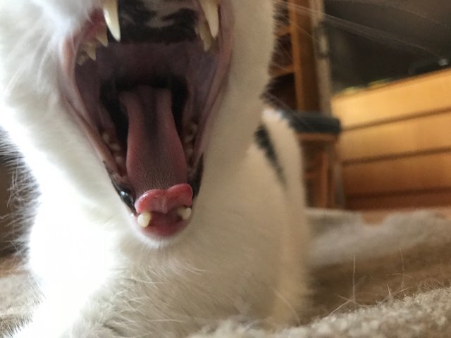 cleoyawn.jpg