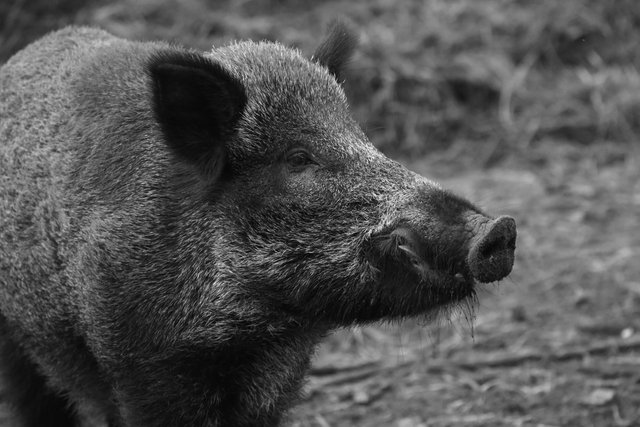 animal-black-and-white-pig-236684.jpg