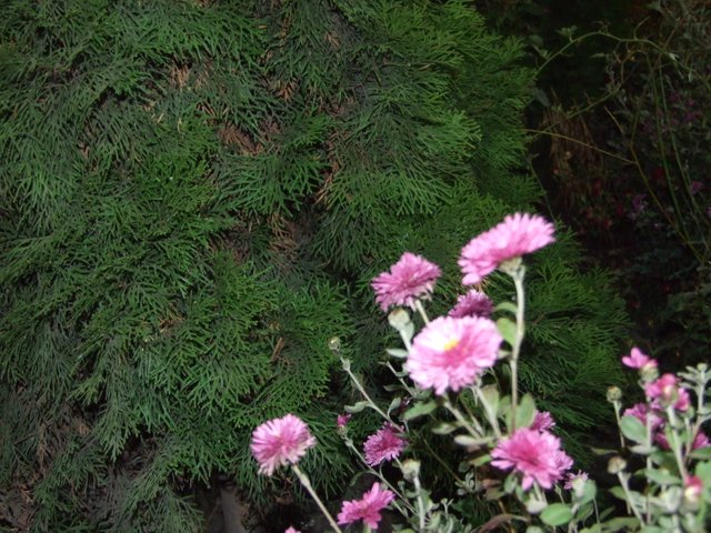 DSCF5536.JPG