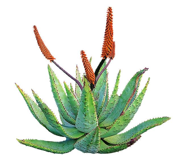 aloe-vera-982055_960_720.png