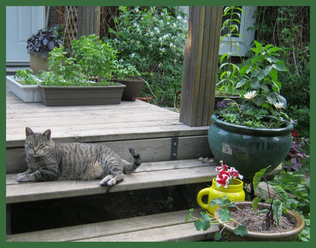 JJ lying on step by plants on the deck.JPG