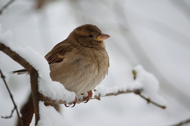 sparrow-1344157_640.jpg