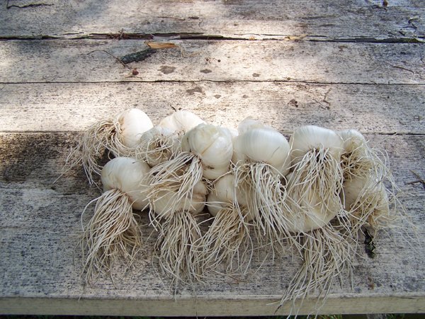 Processing garlic - damaged ones crop July 2018.jpg