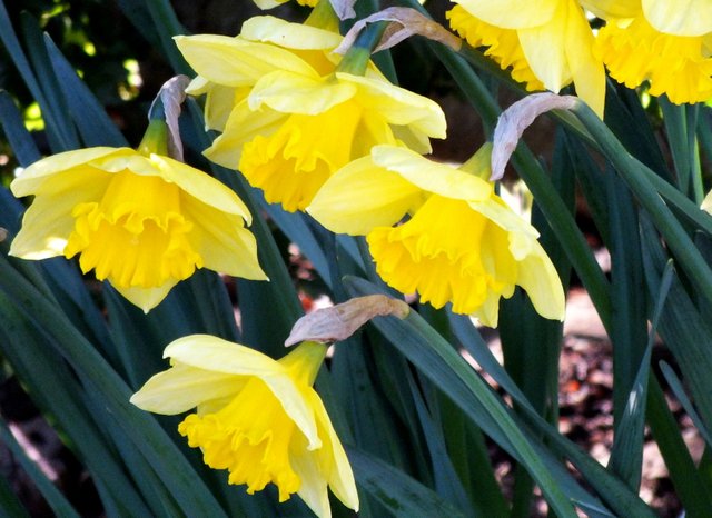 1225-Daffodils.jpg