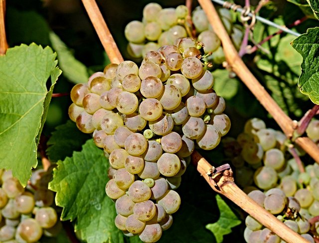 grape-3048530_960_720.jpg