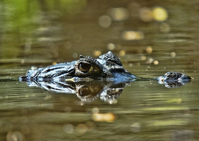 orinoco-crocodile-609166__480.jpg