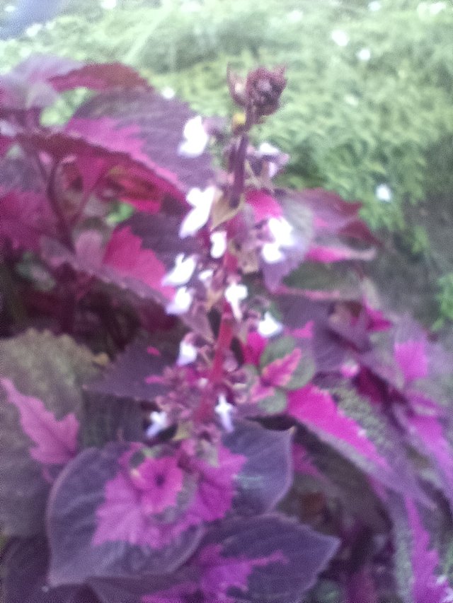 IMG_20250627_183900.jpg