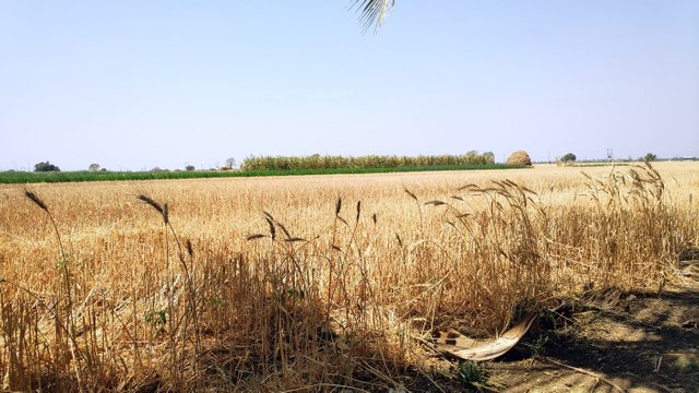 8. Wheat Standing.jpg