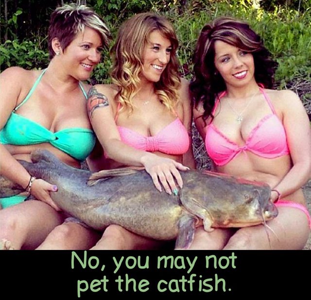 catfish_noli_metangere.jpg
