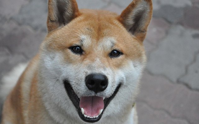 dogecoin-happy-doge.jpg