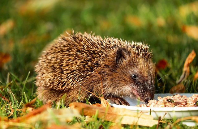 hedgehog-1584351_1280.jpg