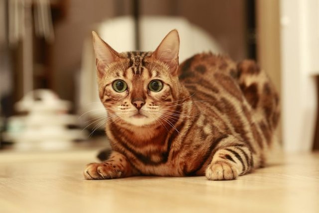 bengal-cat-768x512.jpg