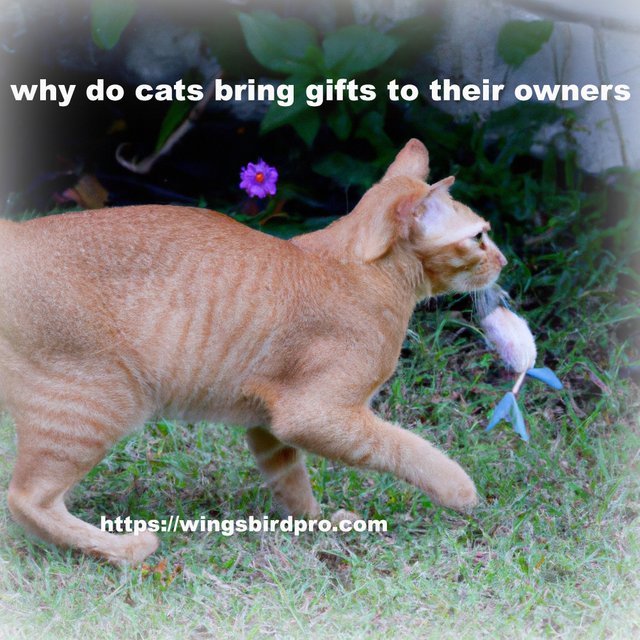 why do cats bring gifts to their owners.jpg