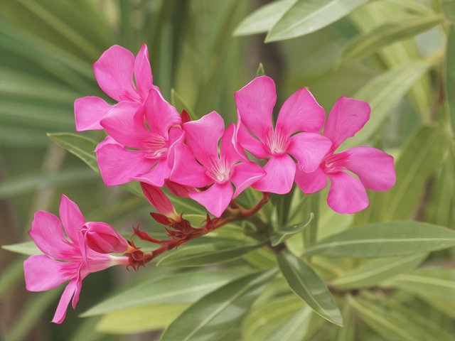 oleander-3566717_960_720.jpg