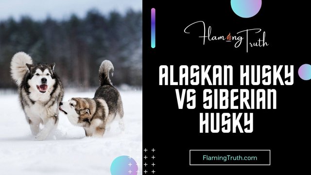 alaskan husky vs siberian husky.jpg