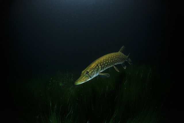 pike-2276178_1920.jpg