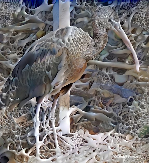 WM textured ibis .jpg