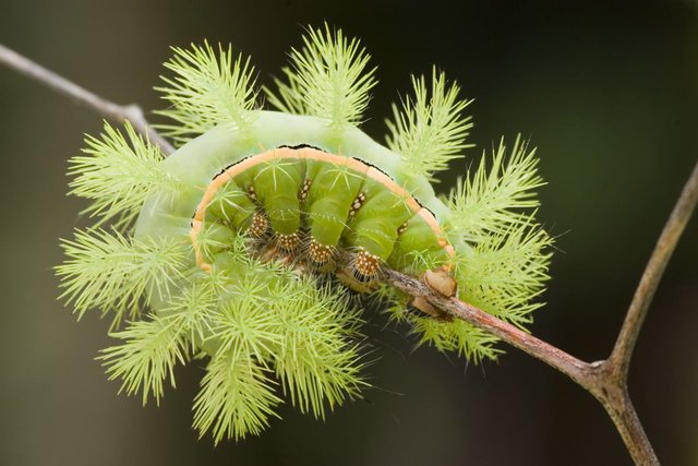 1280-108128796-io-moth-green-caterpillar.jpg