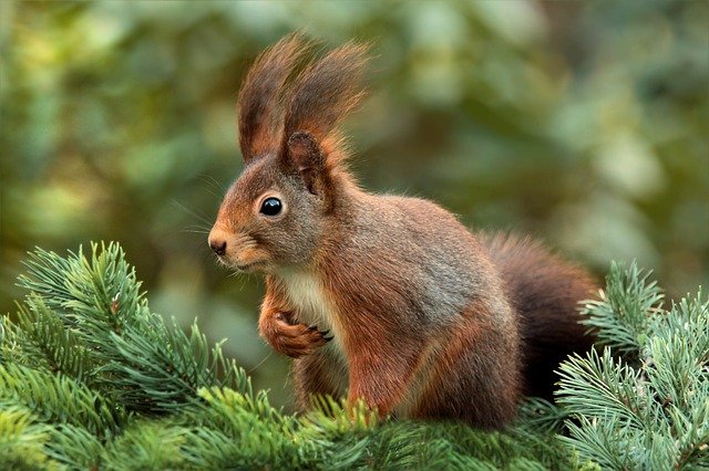 squirrel-619968_640.jpg