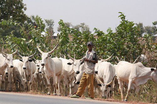 Fulani-grazing.jpg