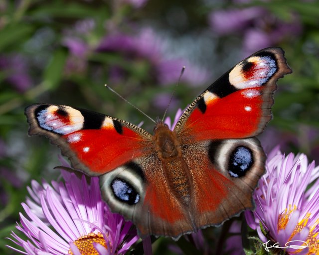 2018-10-Butterfly-European-Peacock-10.jpg