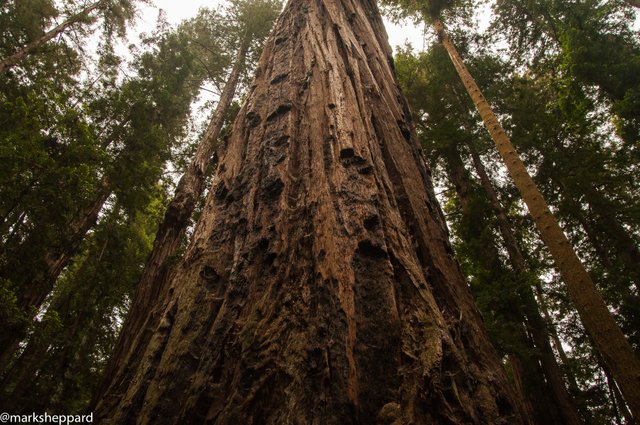 Redwood (1 of 1).jpg