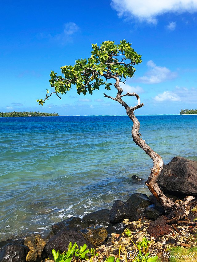 gnarled tree by lagoon parea huahine.jpg