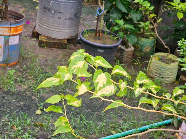 20250621_162106.jpg