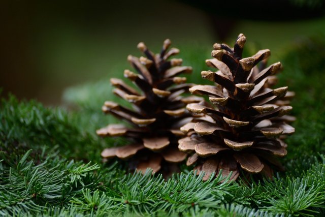 pine-cone-g5d4652c8f_1920.jpg