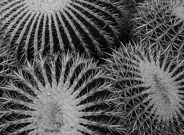 cactus01-bw.jpg