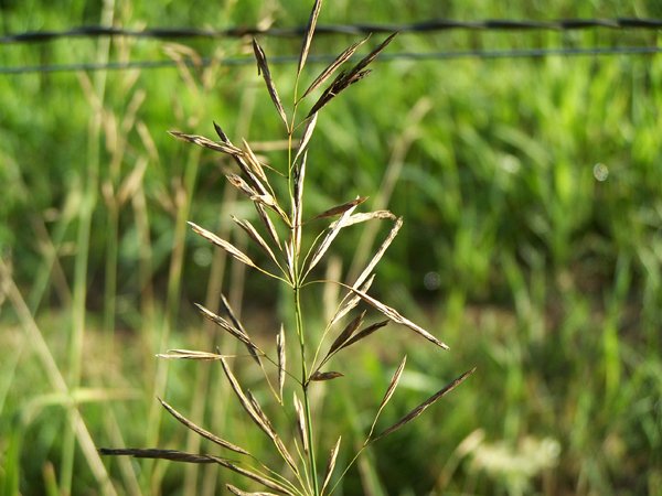 Driveway - grass head1 crop August 2019.jpg