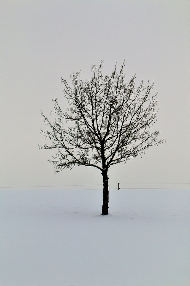 Baum im Winter1.jpg