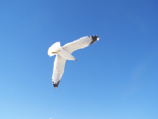 sea gull in flight.JPG