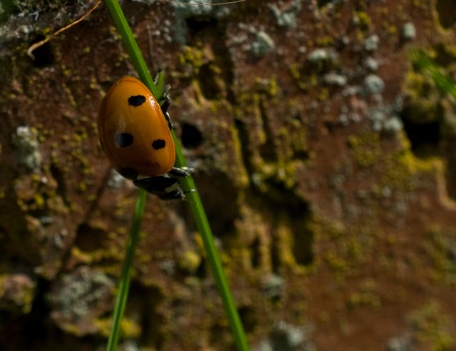 30-ladybird-grass.jpg
