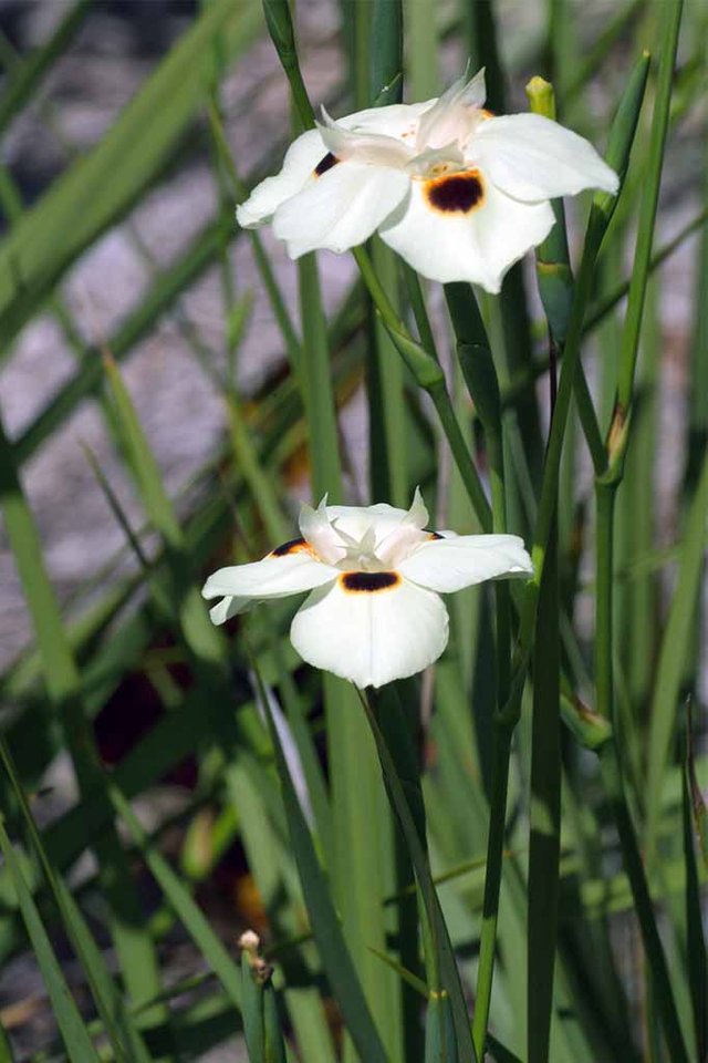 Cutting-Back-Bicolor-Iris.jpg