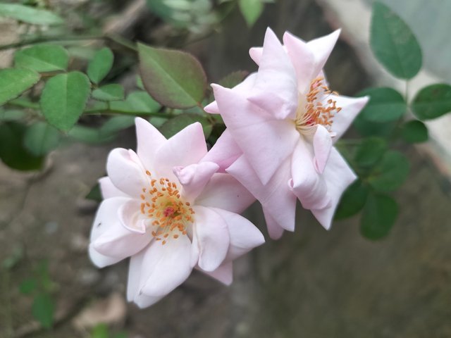 IMG20250920171123.jpg