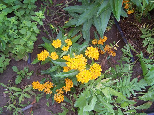 West Herb - butterflyweed, bible plant, lemon balm, tansy crop July 2018.jpg