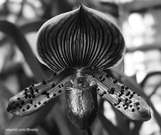 orchid-09-bw.jpg