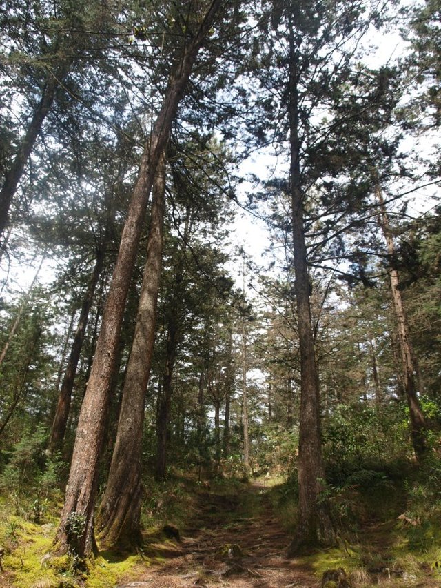 Bosque-arvi.jpg