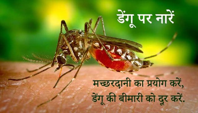 slogans-on-dengue-in-hindi.jpg