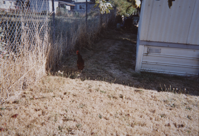 2006-08 Rooster by Tree & then Kyle's yard-3.png